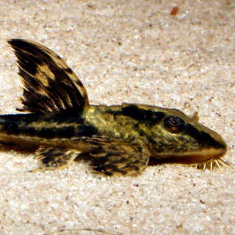 Rineloricaria sp.Colombia  SM